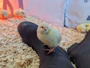 baby chick perched on farm boot