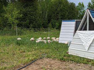 PXL_20230611_120420207