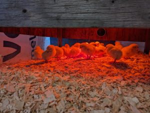 PXL_20240417_153638054